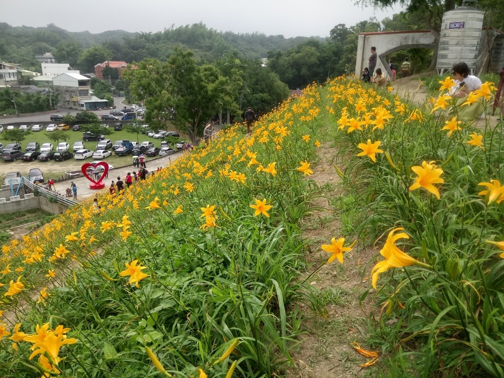 DSC_0553.JPG - 花壇  虎山岩  金針花季