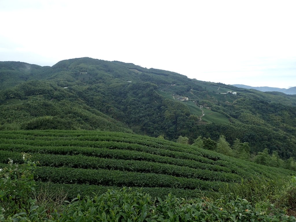 PA231767.JPG - 往三層坪途中之  茶園景致