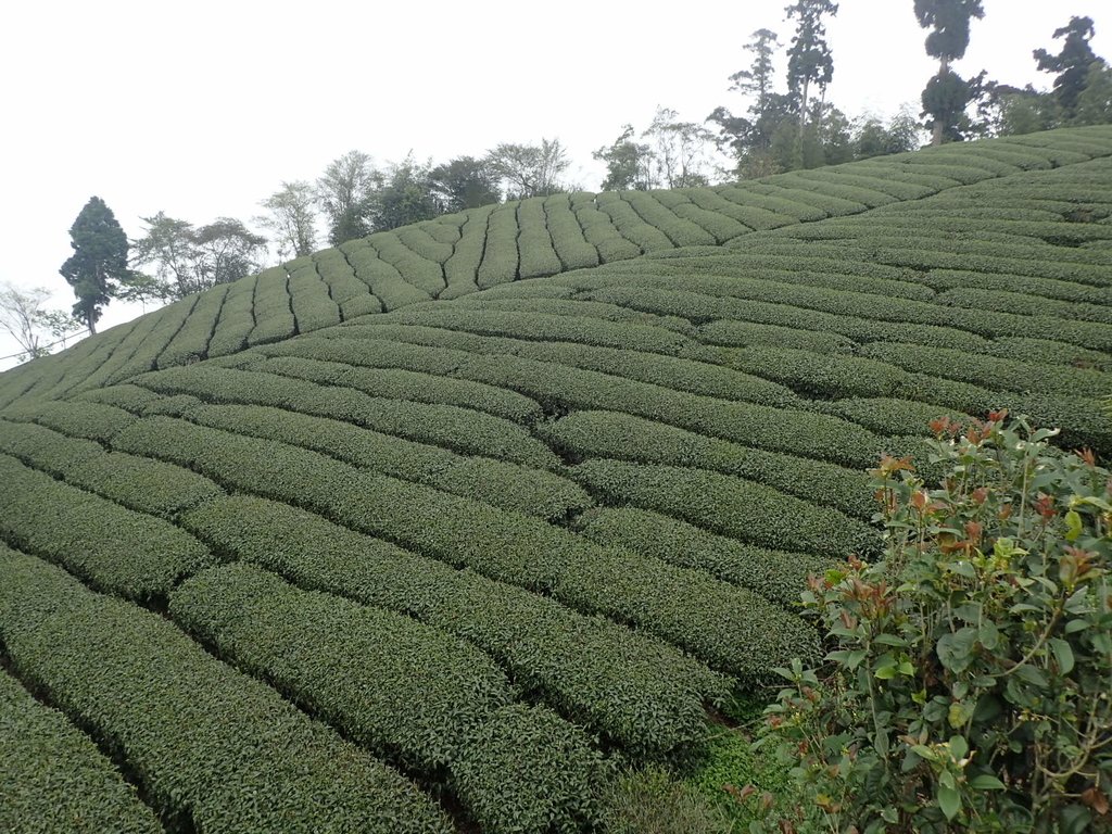 P3257916.JPG - 阿里山  頂石卓茶園之美