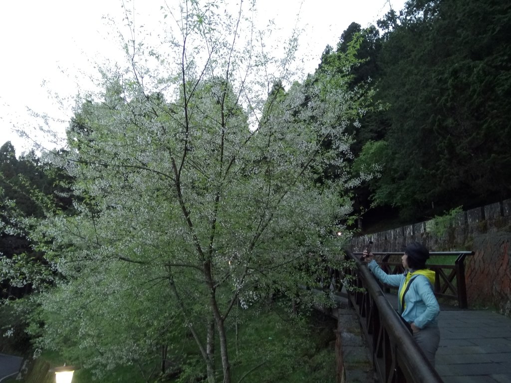 DSC_1609.JPG - 阿里山  沼平公園  賞櫻