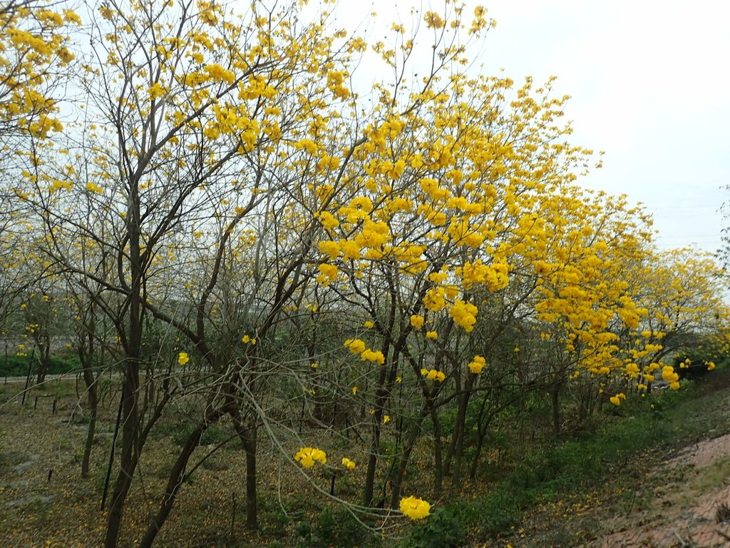 P3066544.JPG - 竹塘  田頭堤防  黃花風鈴木