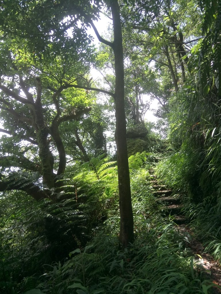 DSC_6571.JPG - 平溪  五分山登山步道