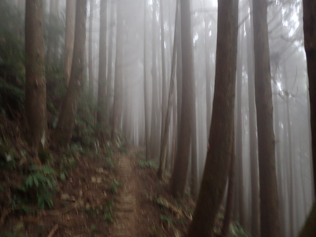 P2034997.JPG - 南庄  加里山  森林鐵道