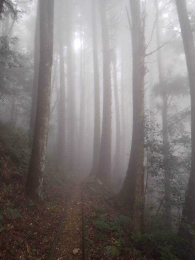 P2035014.JPG - 南庄  加里山  森林鐵道