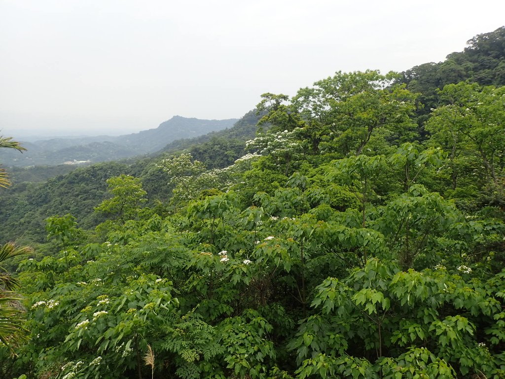 P4191930.JPG - 南庄  細湖頂  桐花山林