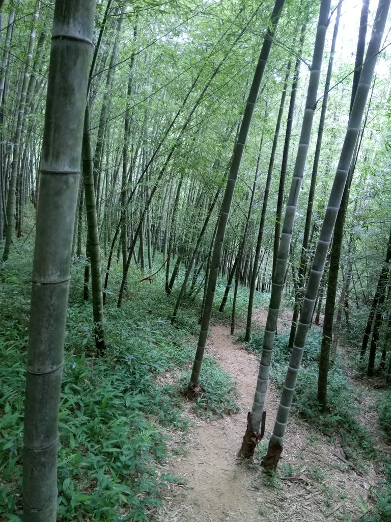 DSC_3012.JPG - 大溪  金面山登山步道