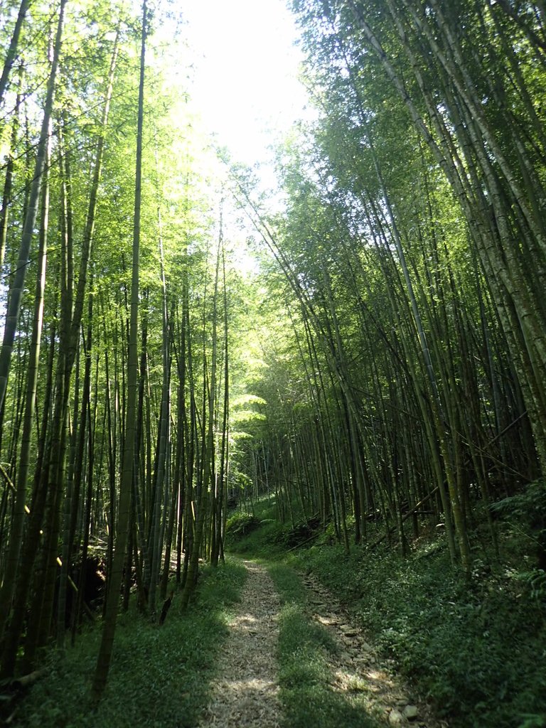 PA040433.JPG - 魚池  大尖山登山步道