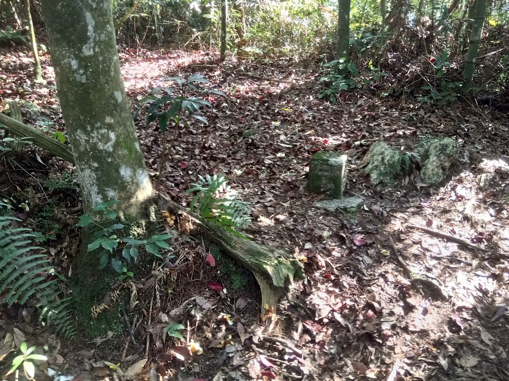 DSC_4111.JPG - 魚池  大尖山登山步道