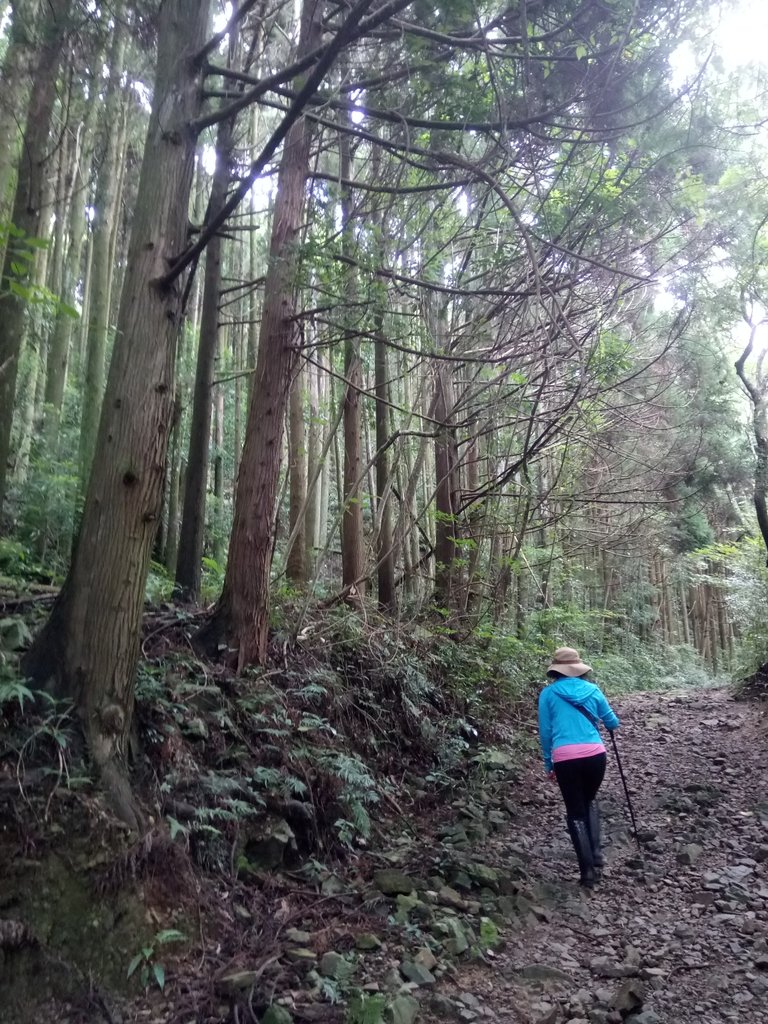 DSC_5170.JPG - 台中和平  長壽山登山步道  (上)