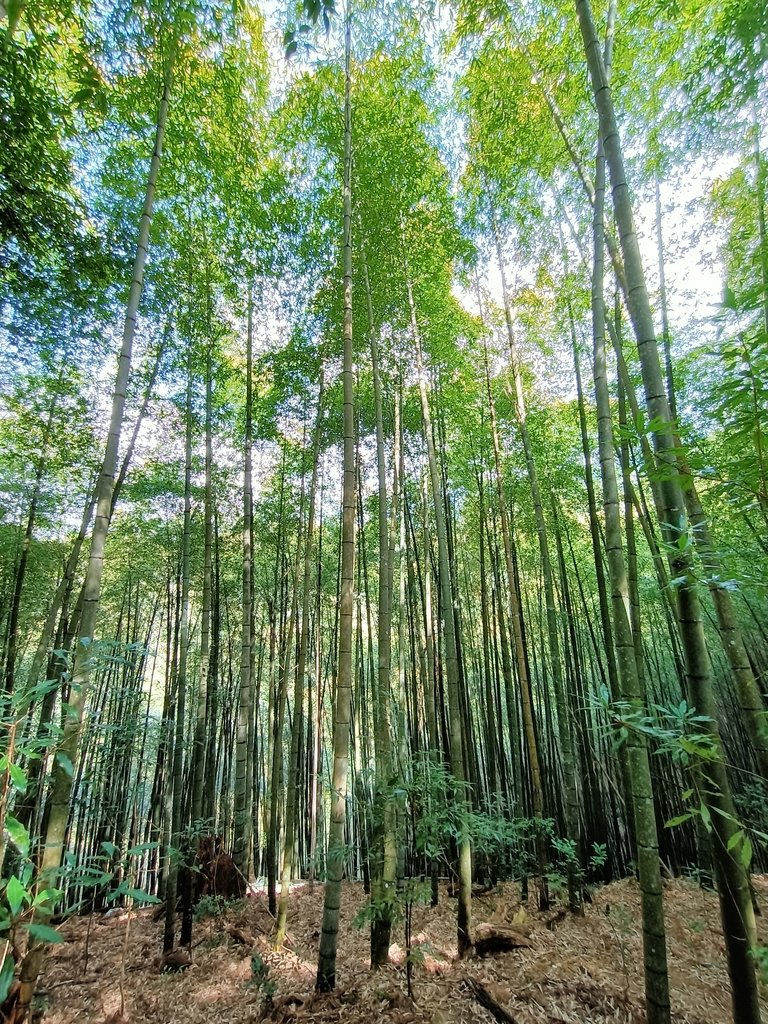 IMG20210205114335.jpg - 竹山  嶺頭山  金柑樹山