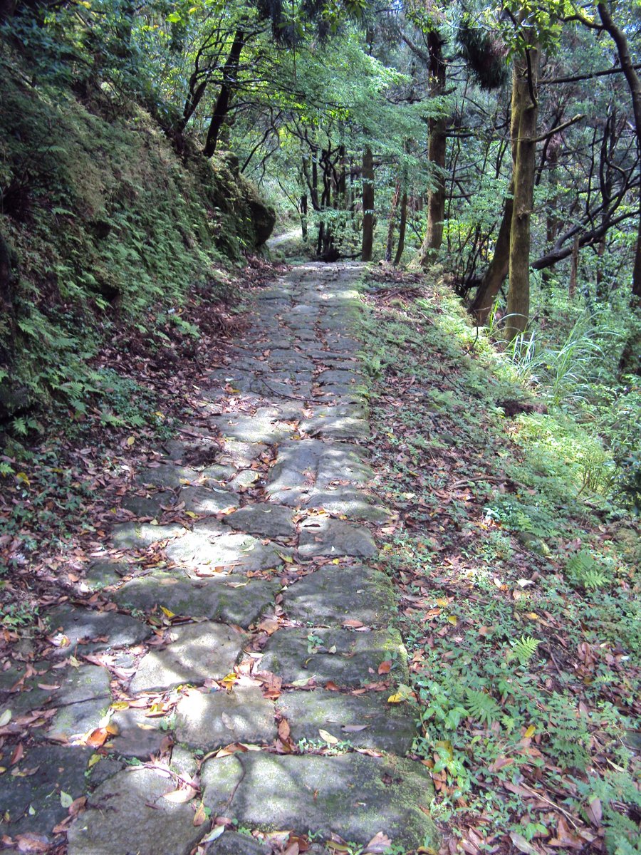 DSC05235.JPG - 竹子湖海芋步道