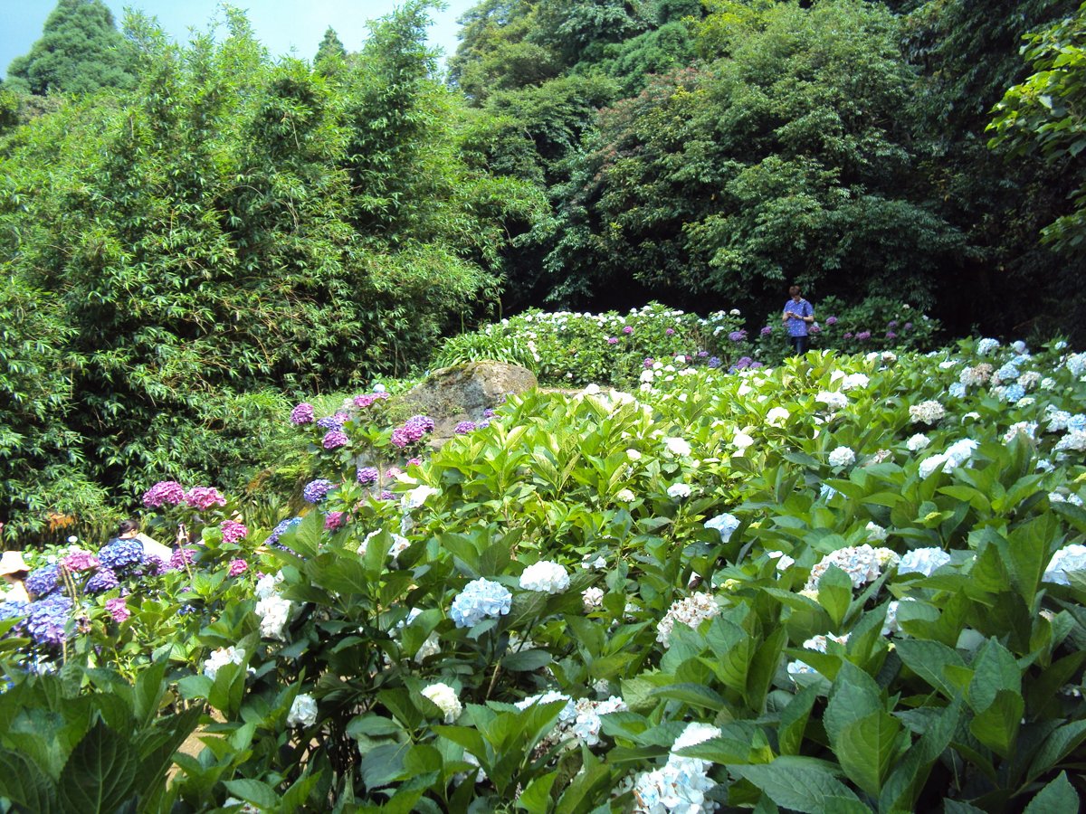 DSC08473.JPG - 水車寮  高家繡球花園