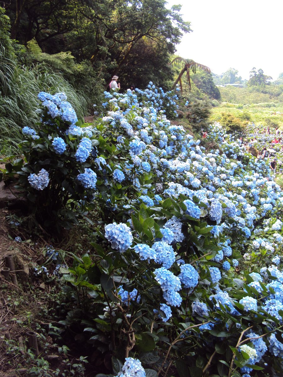 DSC08478.JPG - 水車寮  高家繡球花園