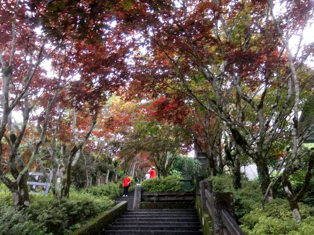 DSC_5642.JPG - 大同  太平山森林遊樂區