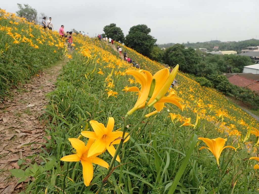 P4285734.JPG - 花壇  虎山岩  金針花季