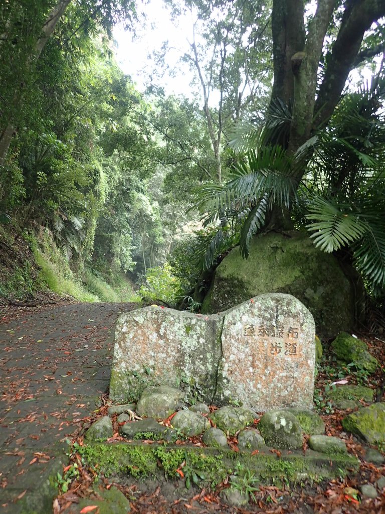 PA231562.JPG - 草嶺  蓬萊瀑布步道