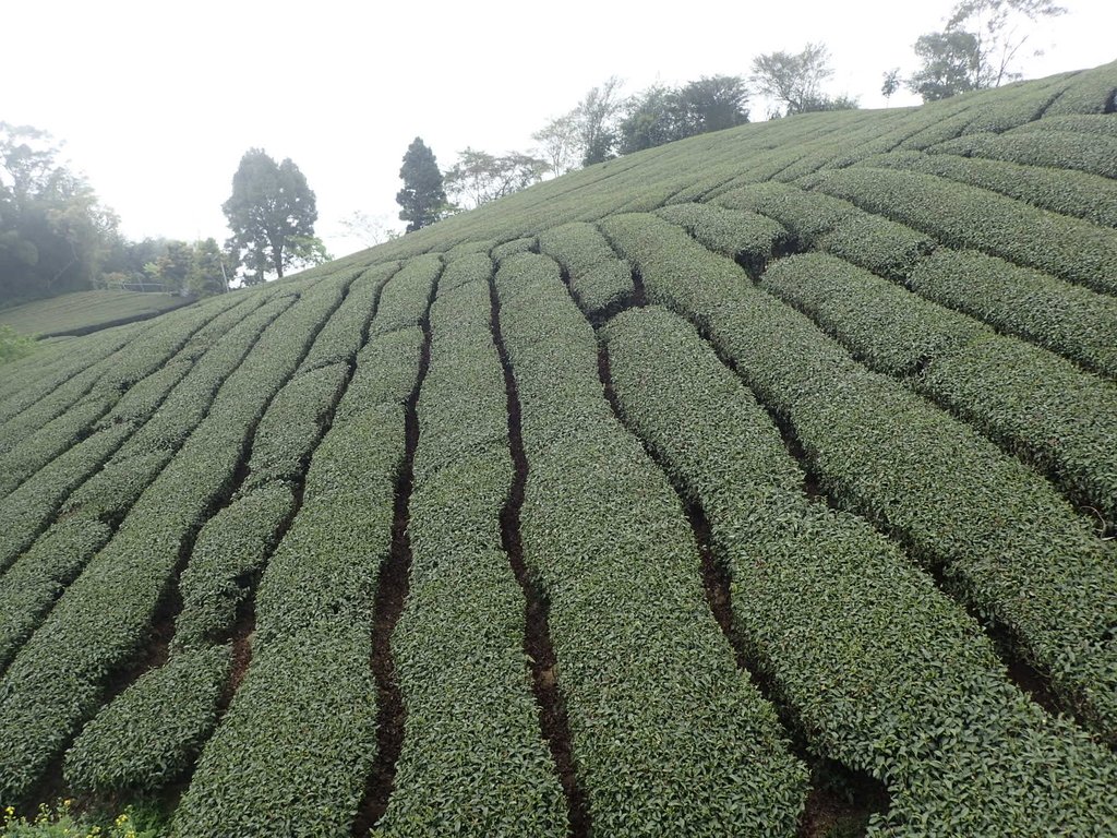 P3257921.JPG - 阿里山  頂石卓茶園之美