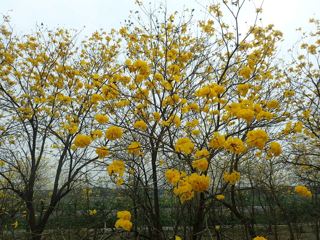 P3066547.JPG - 竹塘  田頭堤防  黃花風鈴木