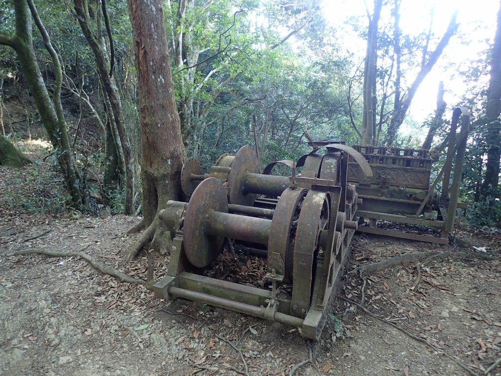 P2034731.JPG - 南庄  大坪林道  杜鵑嶺