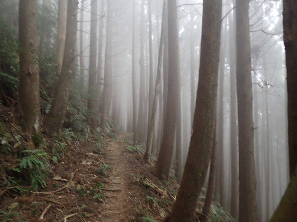 P2034998.JPG - 南庄  加里山  森林鐵道