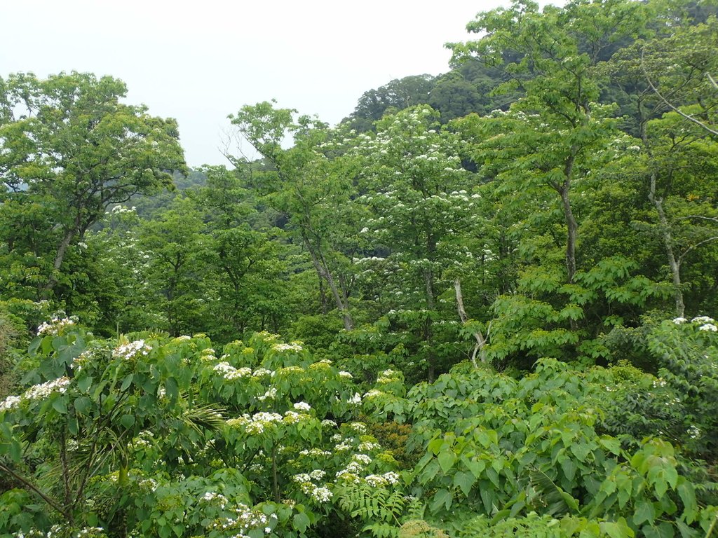 P4191935.JPG - 南庄  細湖頂  桐花山林