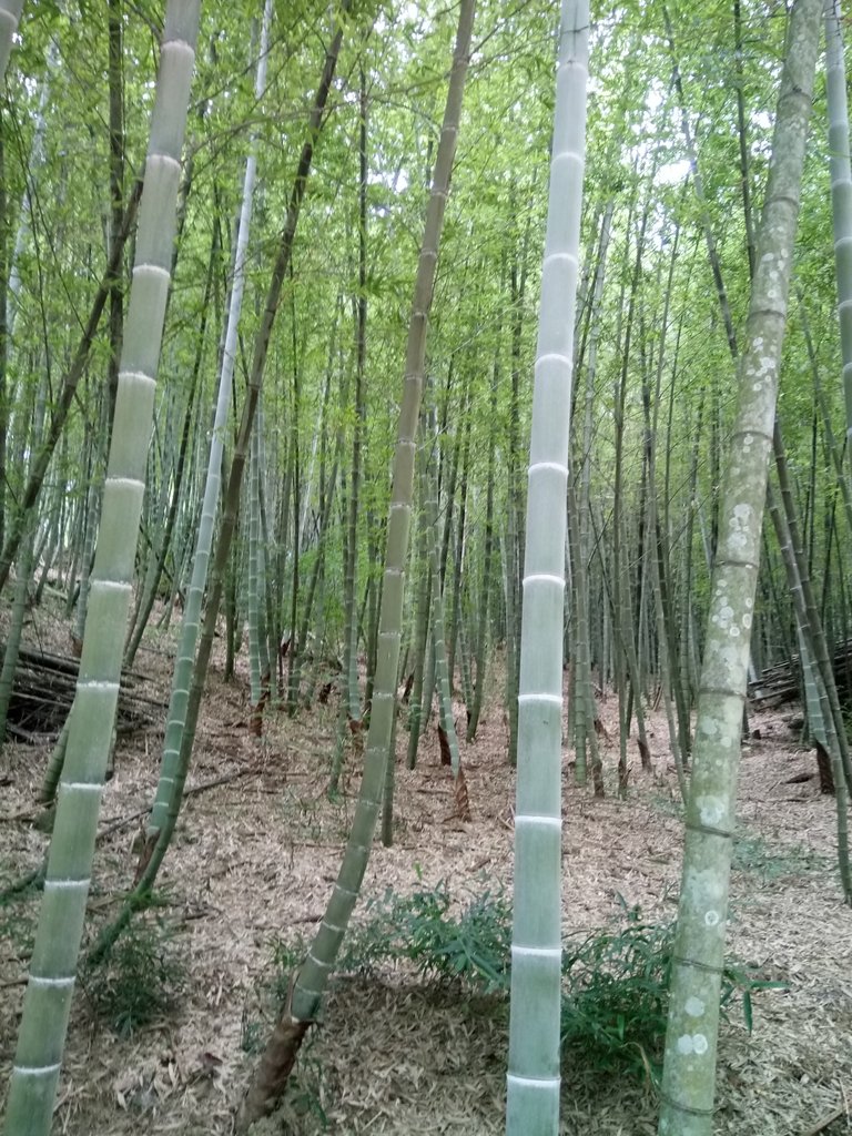 DSC_3018.JPG - 大溪  金面山登山步道