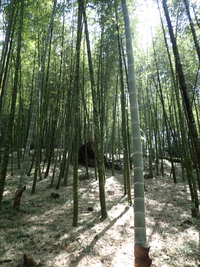 PA040437.JPG - 魚池  大尖山登山步道