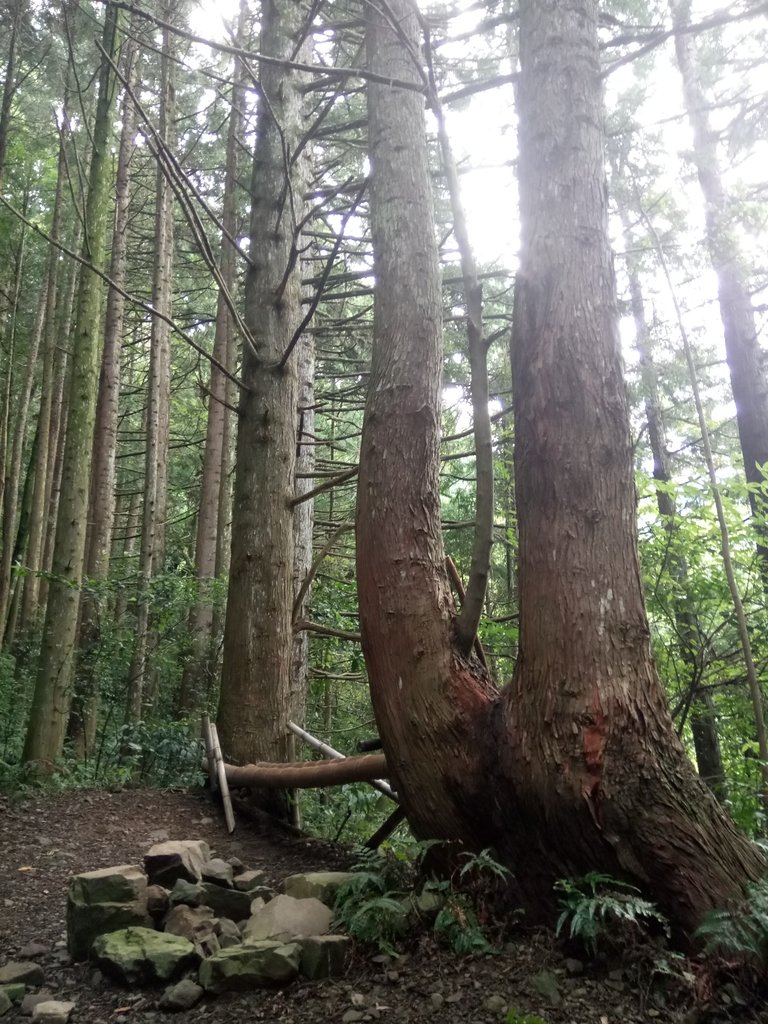 DSC_5173.JPG - 台中和平  長壽山登山步道  (上)