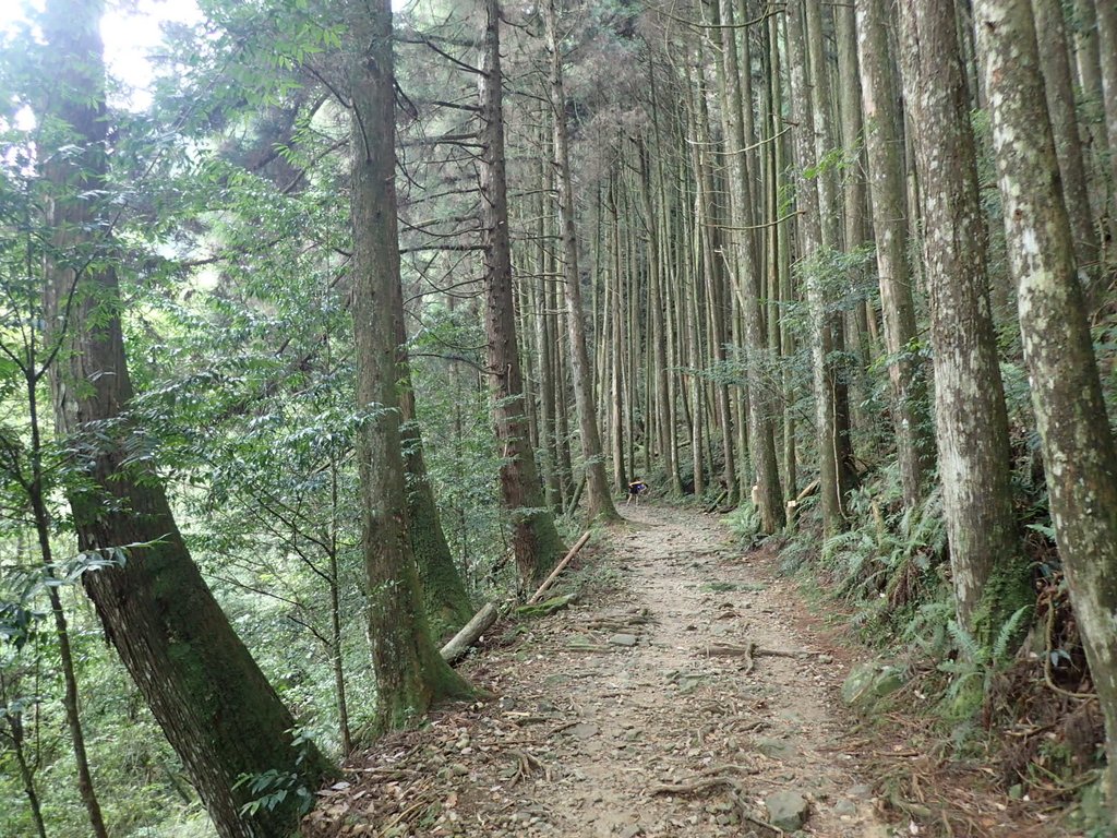 P7235923.JPG - 台中  和平  橫嶺山自然步道