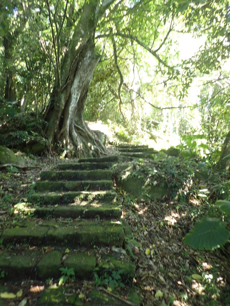 PB247137.JPG - 北投  中正山登山步道 01