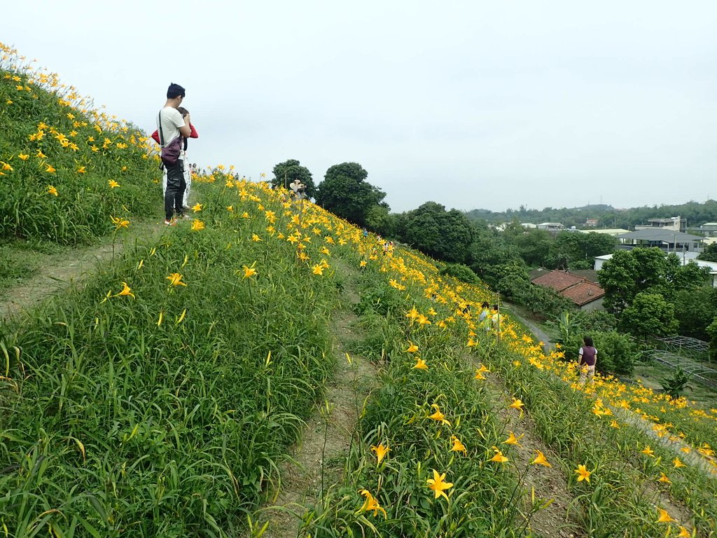 P4285735.JPG - 花壇  虎山岩  金針花季