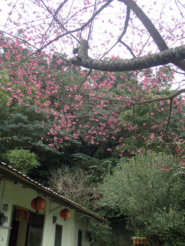 P2107470.JPG - 大溪  溪洲山登山步道