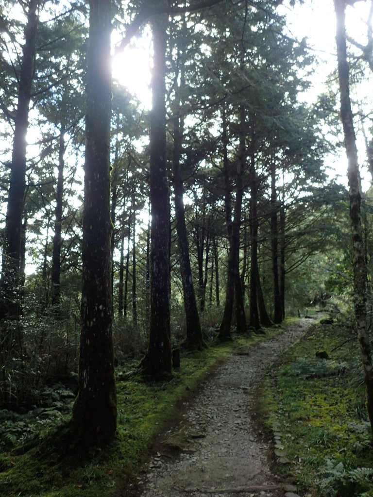 PB265490.JPG - 太平山  翠峰湖環山步道  02