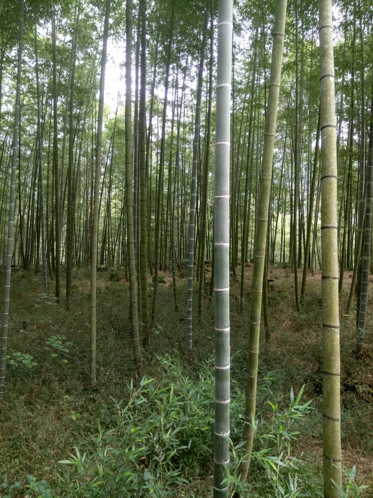 DSC_0561.JPG - 鹿谷  長源圳古道