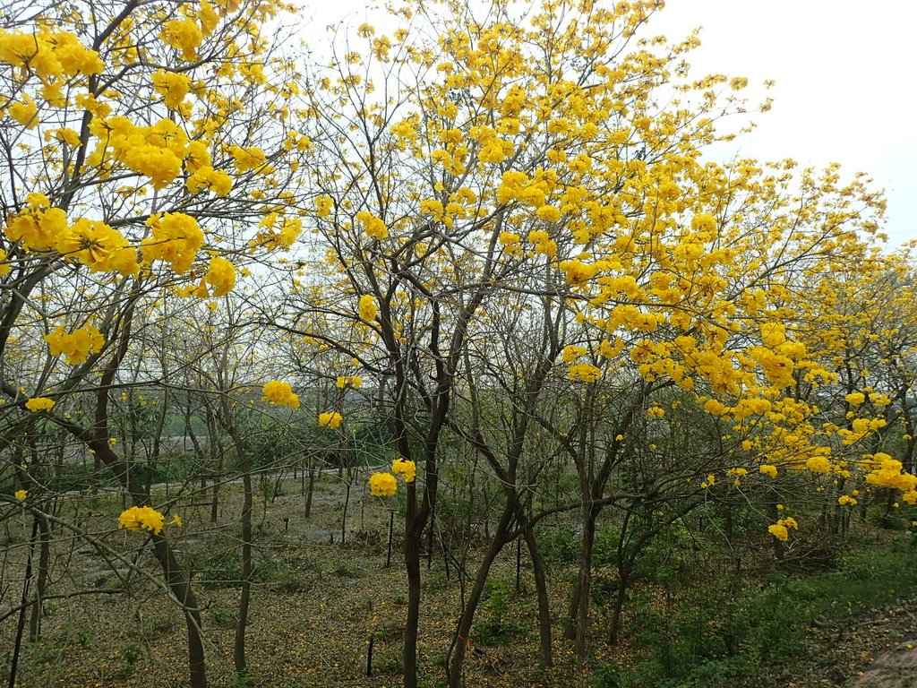 P3066548.JPG - 竹塘  田頭堤防  黃花風鈴木