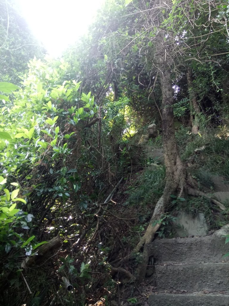 DSC_2086.JPG - 大社  觀音山步道