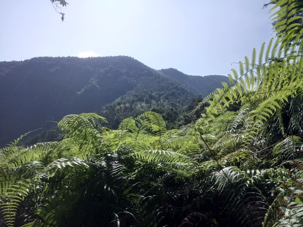 DSC_4018.JPG - 魚池  過坑山登山步道