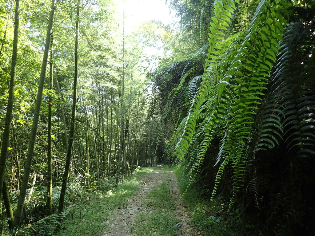 PA040415.JPG - 魚池  大尖山登山步道