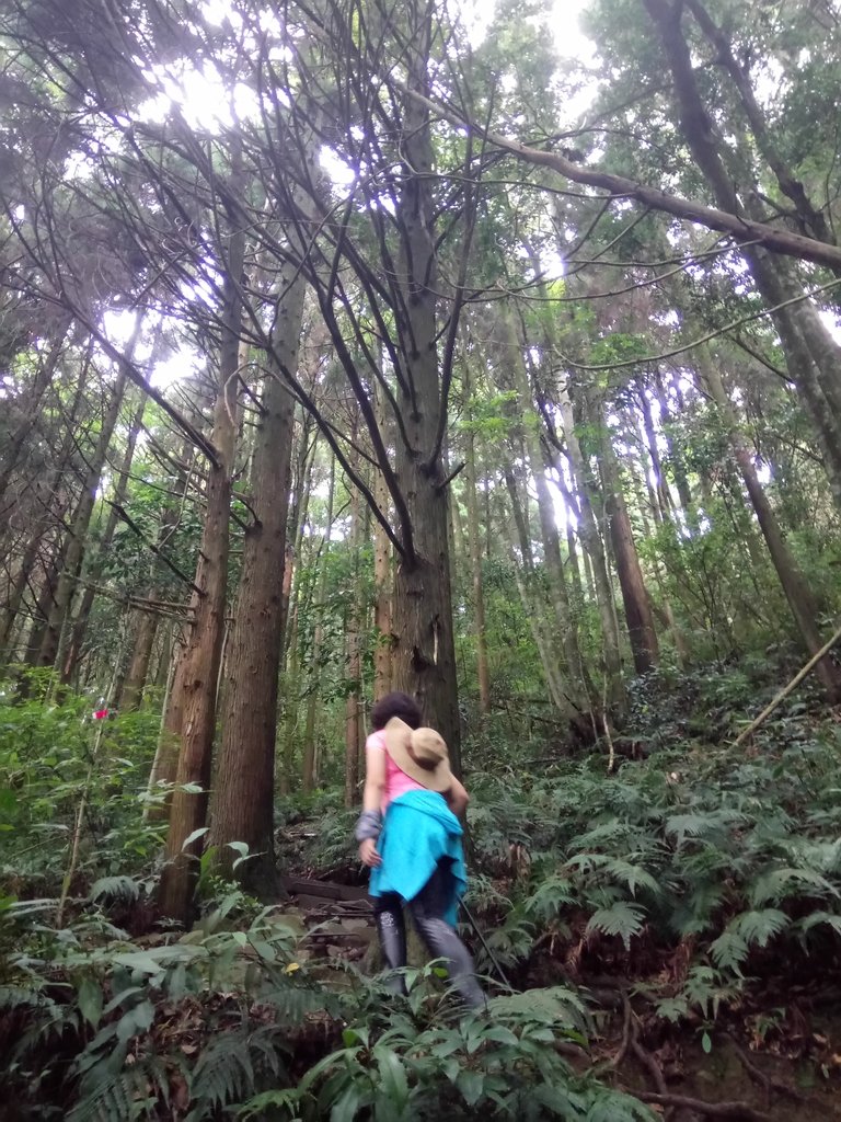 DSC_5179.JPG - 台中和平  長壽山登山步道  (上)