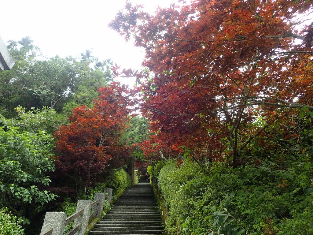 P8226819.JPG - 大同  太平山森林遊樂區