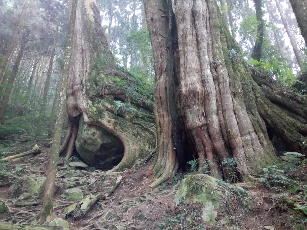 DSC_1531.JPG - 阿里山  二萬平  抱石神木