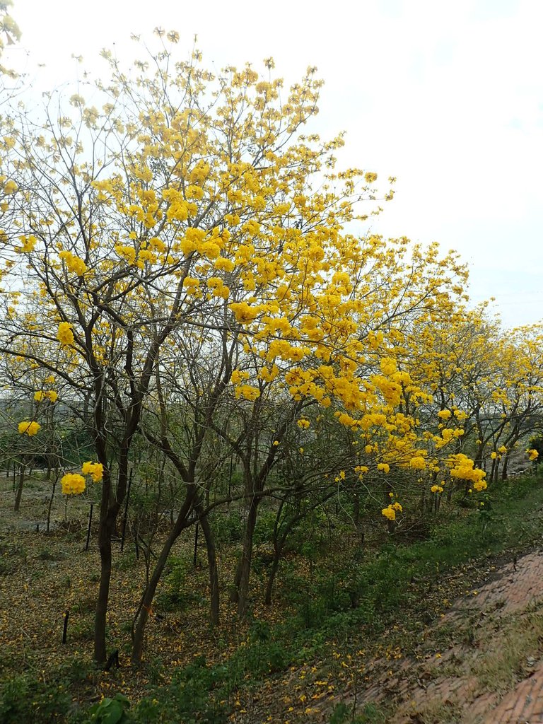 P3066550.JPG - 竹塘  田頭堤防  黃花風鈴木