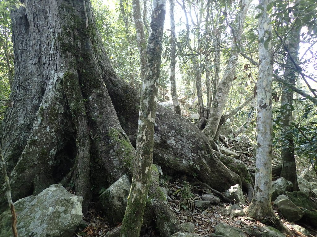 P3167283.JPG - 谷關  屋東縱走