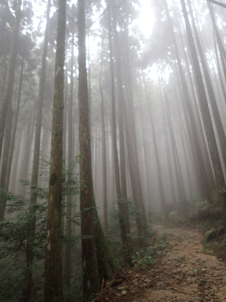 P7235934.JPG - 台中  和平  橫嶺山自然步道