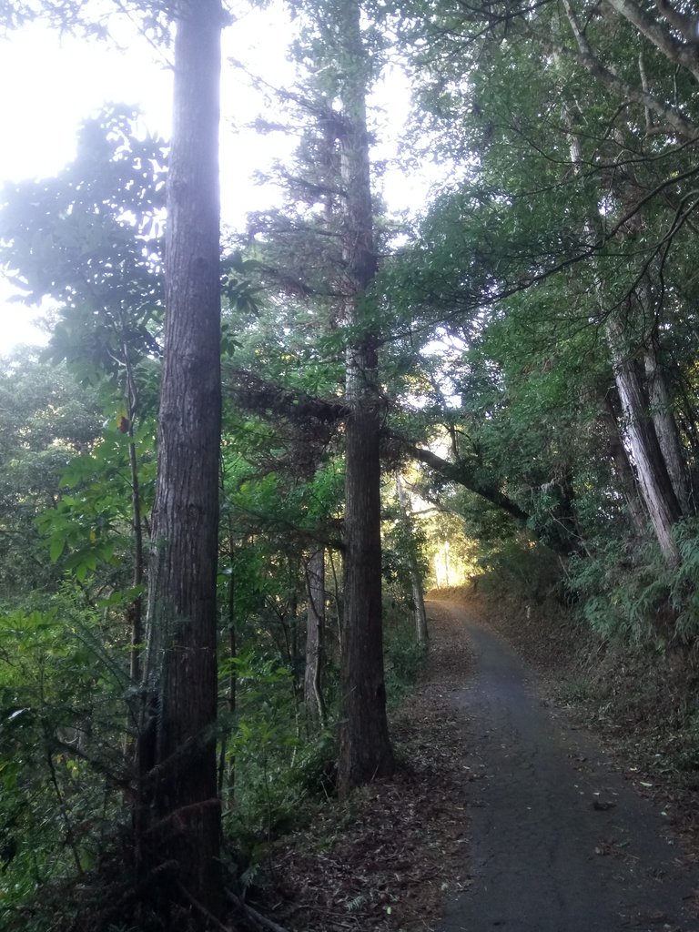 DSC_1652.JPG - 仁愛  惠蓀林場  湯公碑步道