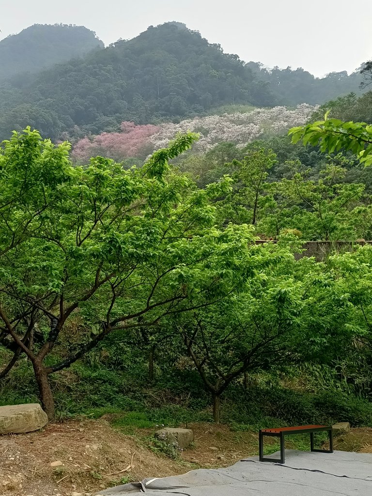 IMG20210226121959.jpg - 三峽  熊空  大熊櫻花林