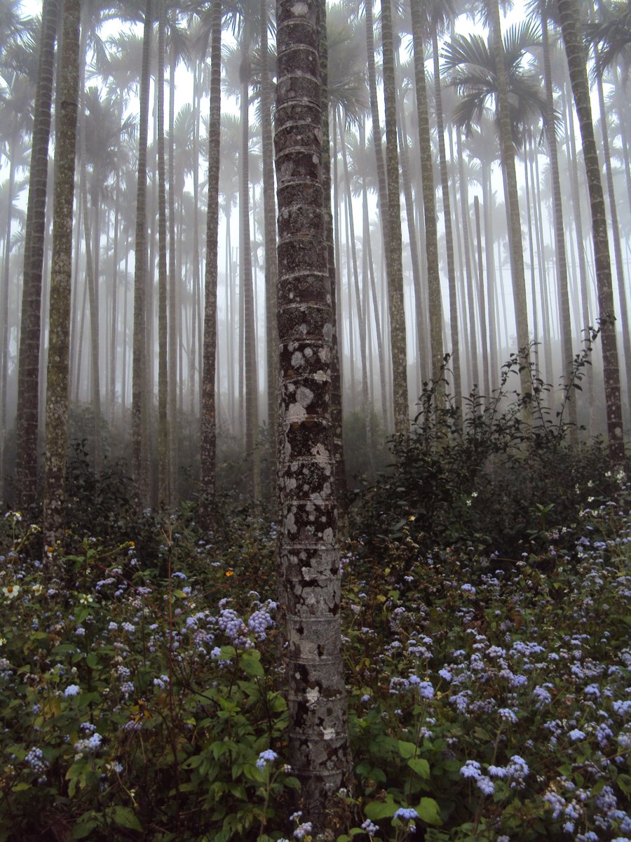 DSC07688.JPG - 南投  永興  晨霧山林