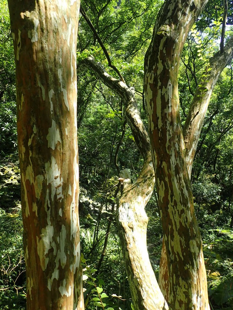 P7296094.JPG - 金山  竹子山古道  阿里磅瀑布