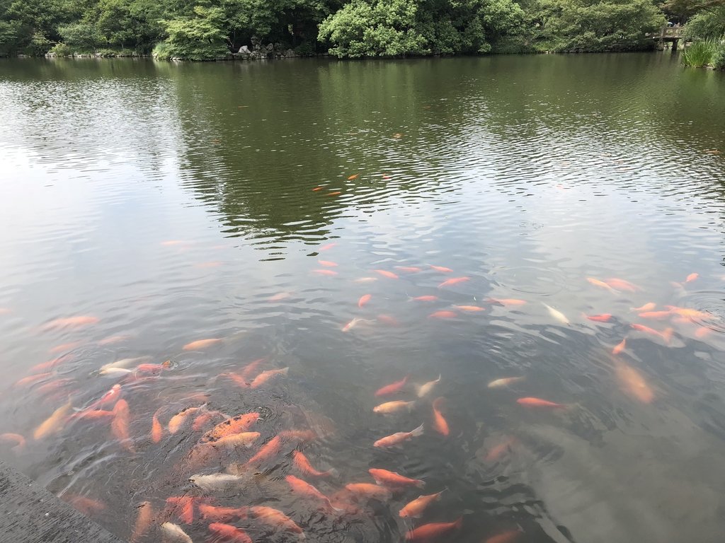 IMG_2006.JPG - 杭州西湖  花港觀魚