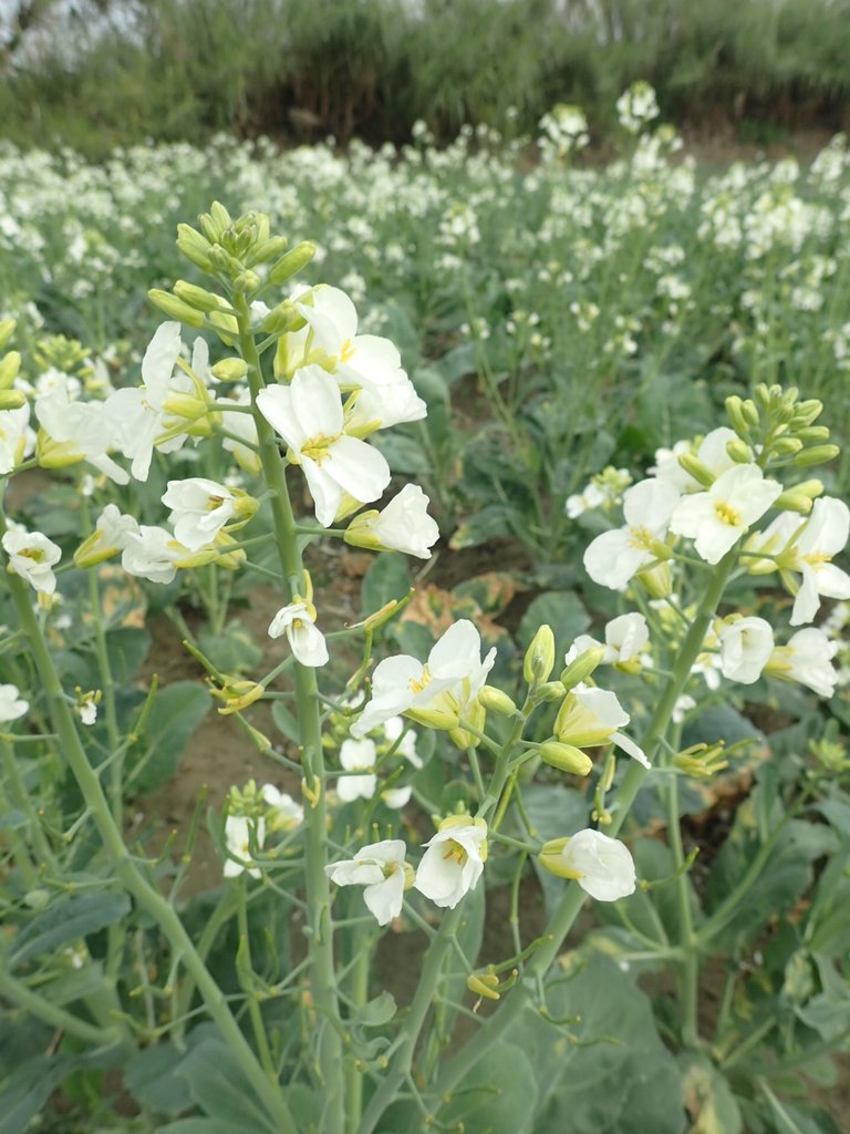 P2024813.JPG - 淡海  洲子灣  芥藍菜花田